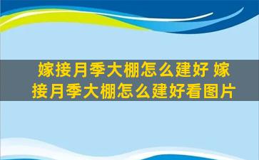 嫁接月季大棚怎么建好 嫁接月季大棚怎么建好看图片